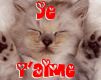les chat