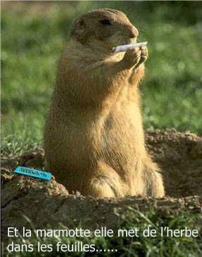 un proverb di é la marmote mai le chocola dan le papier dalu la ché pa ce qel mai dedan