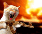 un chat ca la rage